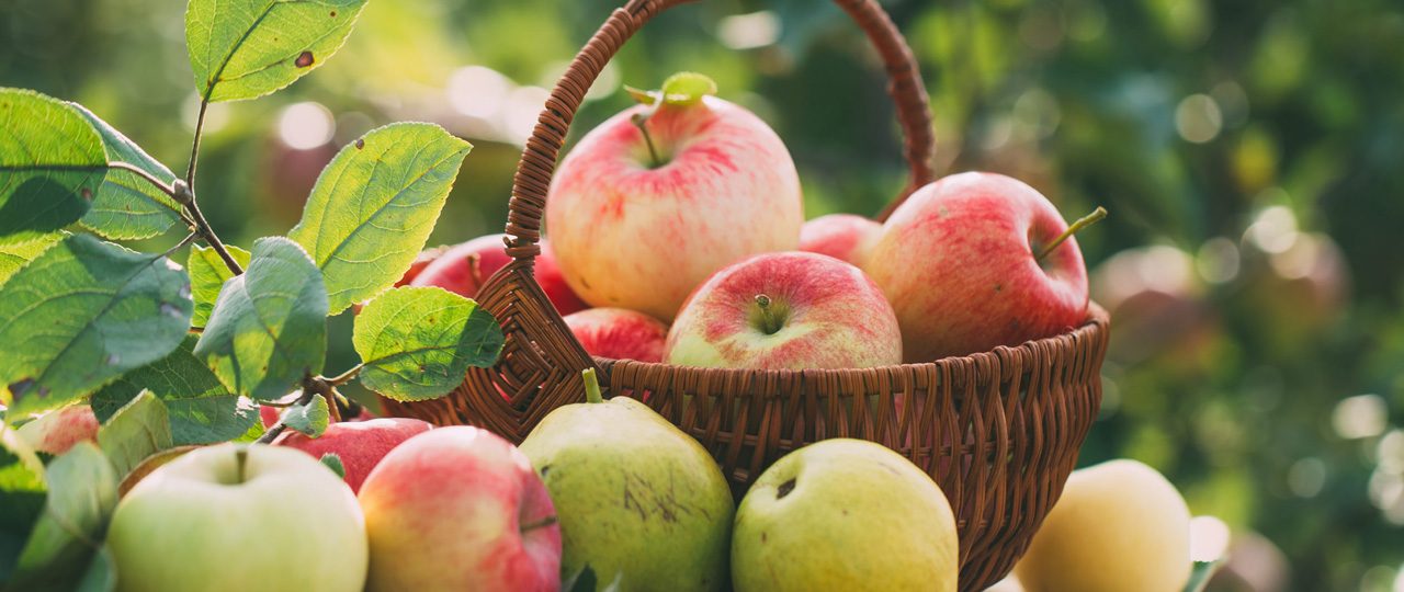 Contrôle de qualité des fruits (fermeté)