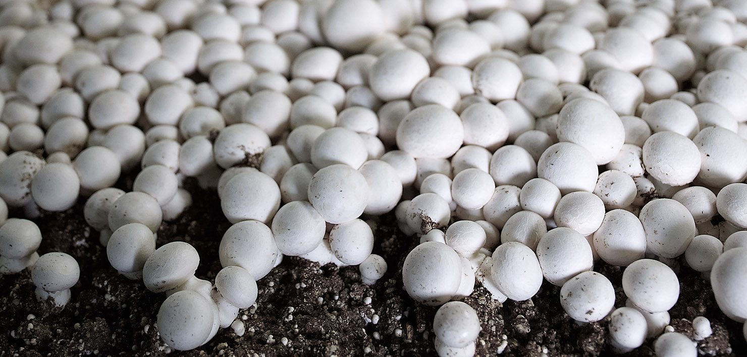 Thermo Réfrigération - Nos solutions pour la culture de champignons