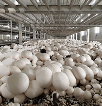 BUTTON MUSHROOMS MADE IN MARTINIQUE