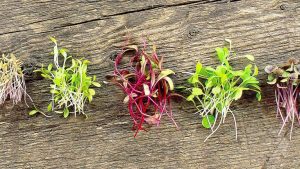 refroidissement par le vide micro herbes champignons