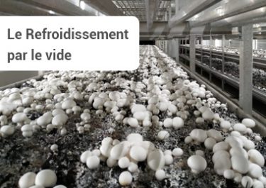 Refroidissement par le vide Champignons